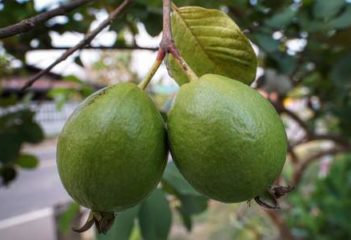 guayaba